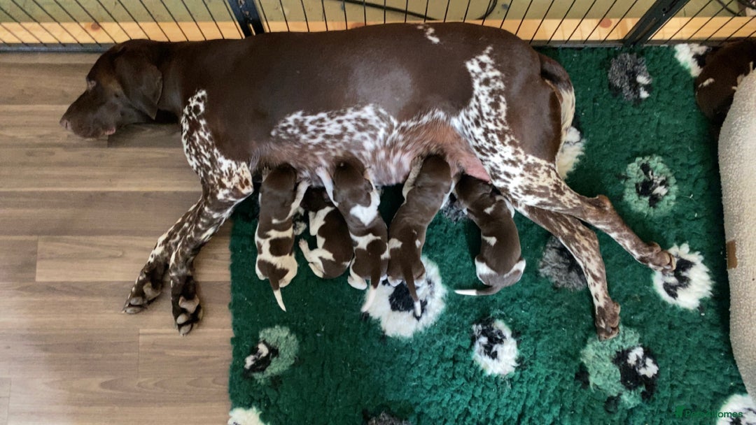 German Shorthaired Pointer dogs for sale: SENSEI-SAINTS German Shorthaired Pointers - Image 11