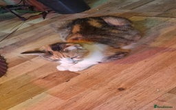 Mixed Breed cats for sale: Kittens for sale - Image 10