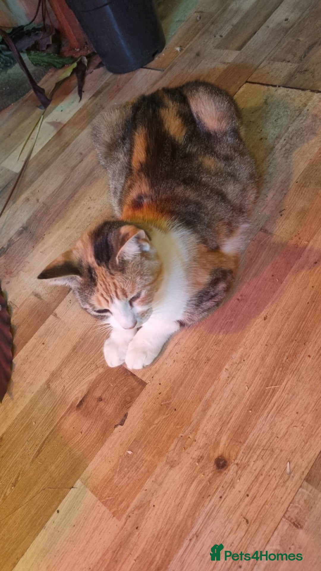 Mixed Breed cats for sale: Kittens for sale - Image 10