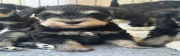 Miniature Schnauzer dogs for sale: 🐾 Miniature Schnauzer Puppies - Advert 7