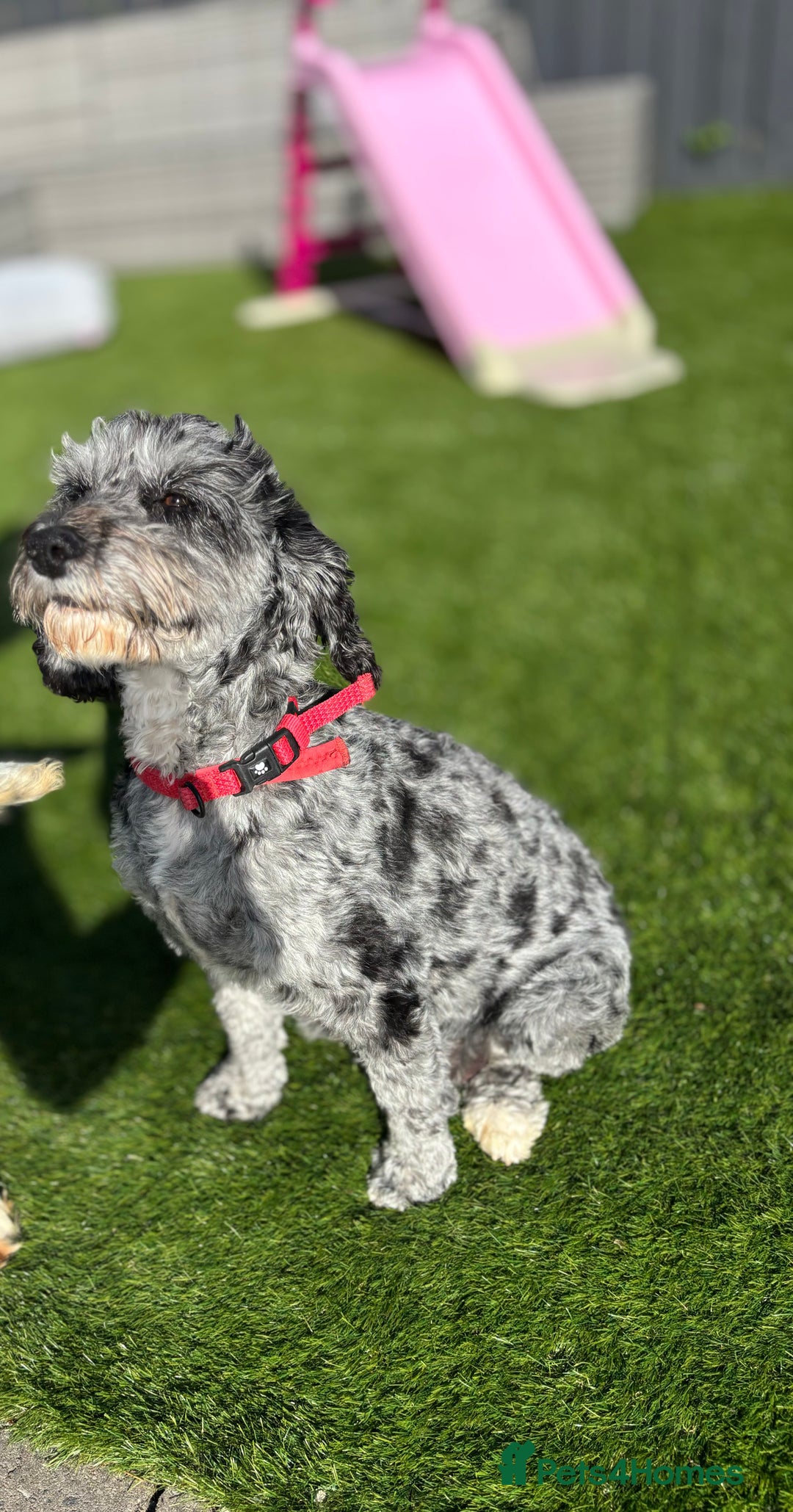 Cockapoo dogs for sale: F1B TOY COCKAPOO’S - Advert 13