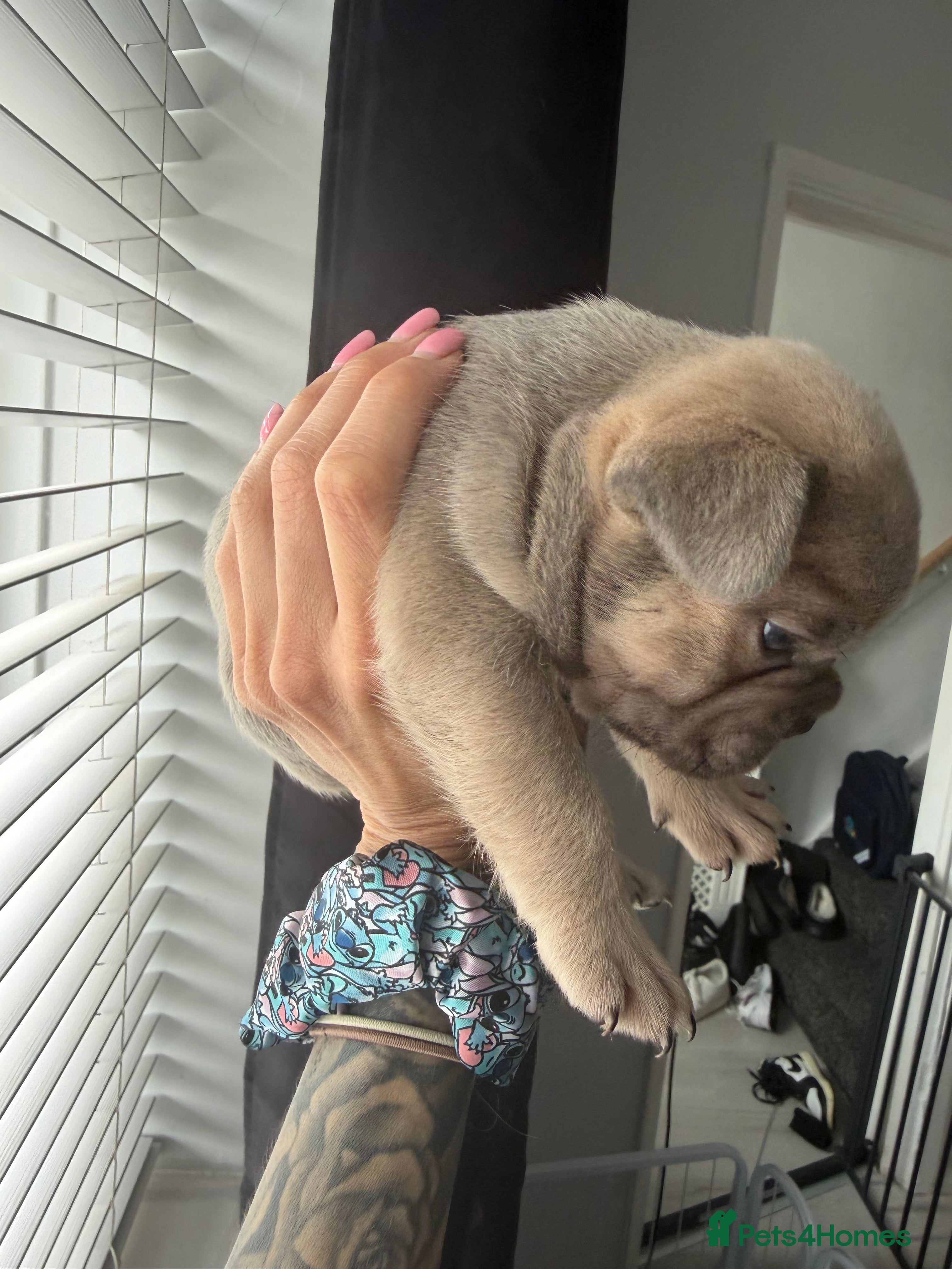 French Bulldog dogs for sale: 🐾 French Bulldog Puppies Available 🐾 in South Ockendon - Advert 6