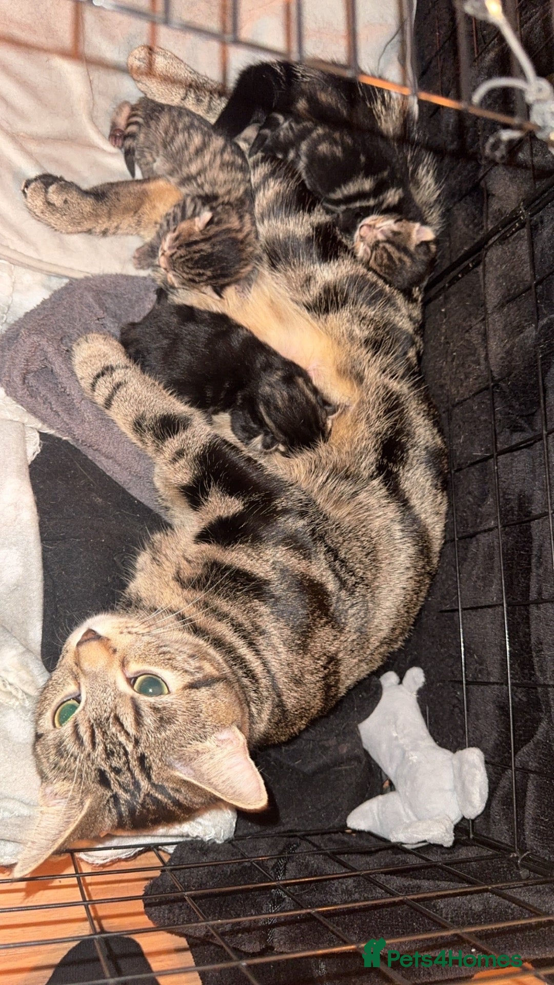 Mixed Breed cats for sale: One boys cat for sale  - Advert 2