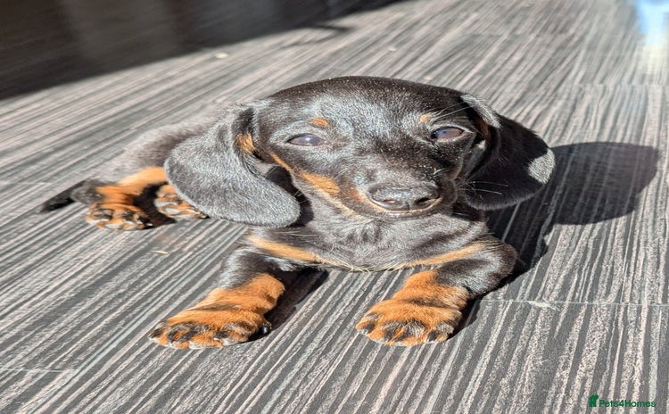Miniature Dachshund dogs - Advert 16