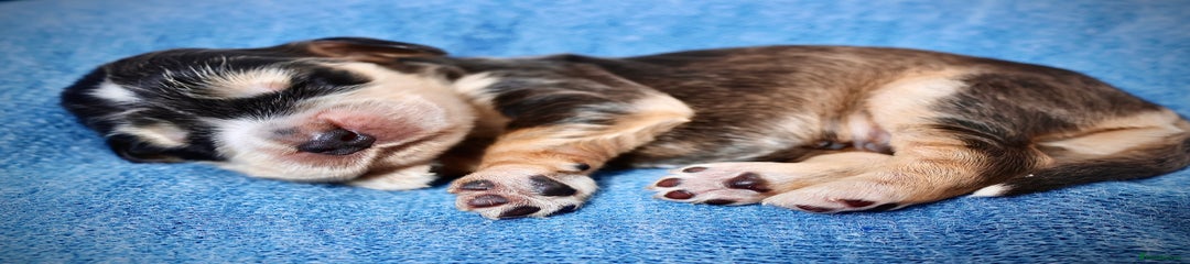 Cocker Spaniel Puppy 1