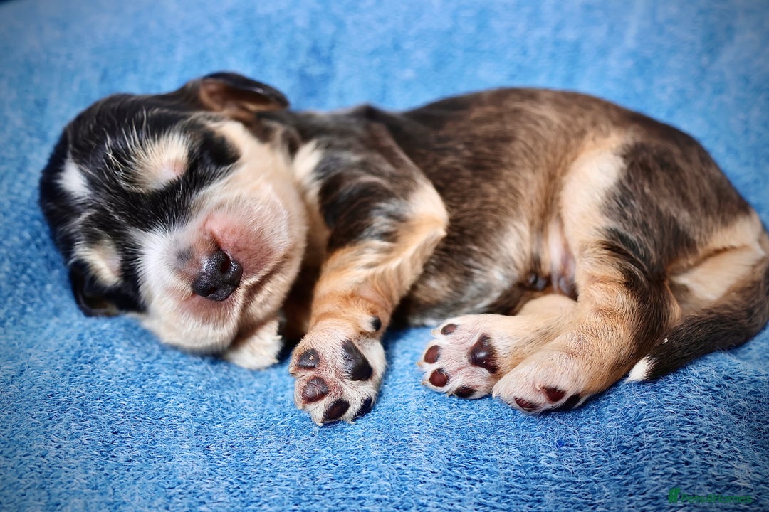 Cocker Spaniel dogs for sale: Beautiful family SHOW cocker spaniels - Image 7