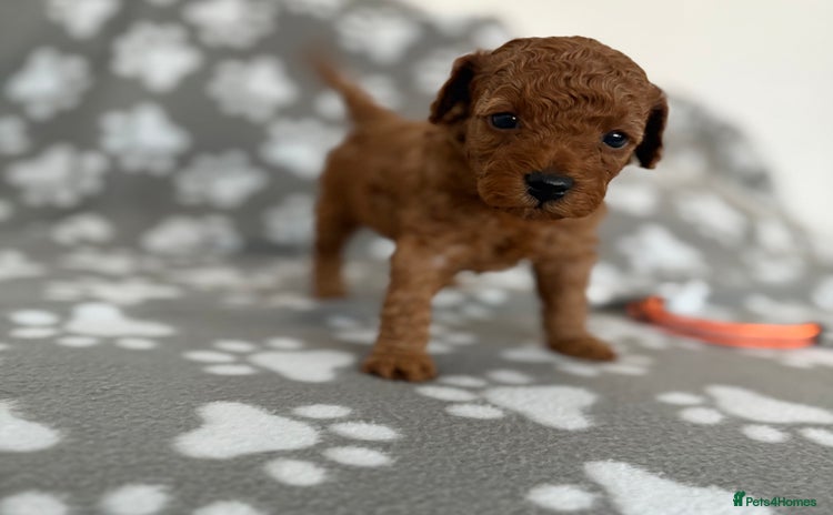 Cockapoo dogs - Advert 9