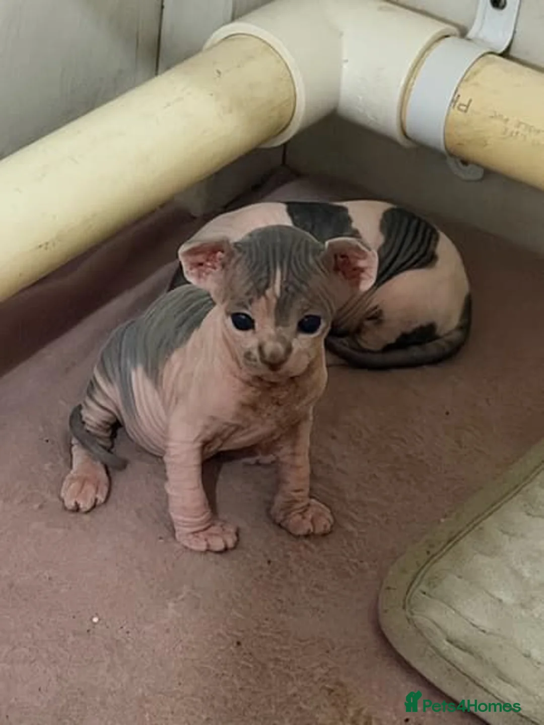 Sphynx cats for sale: Sphynx Kittens for Sale  in London - Advert 2