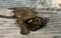 Mixed Breed dogs for sale: Cane corso x mail pups available.  - Advert 9