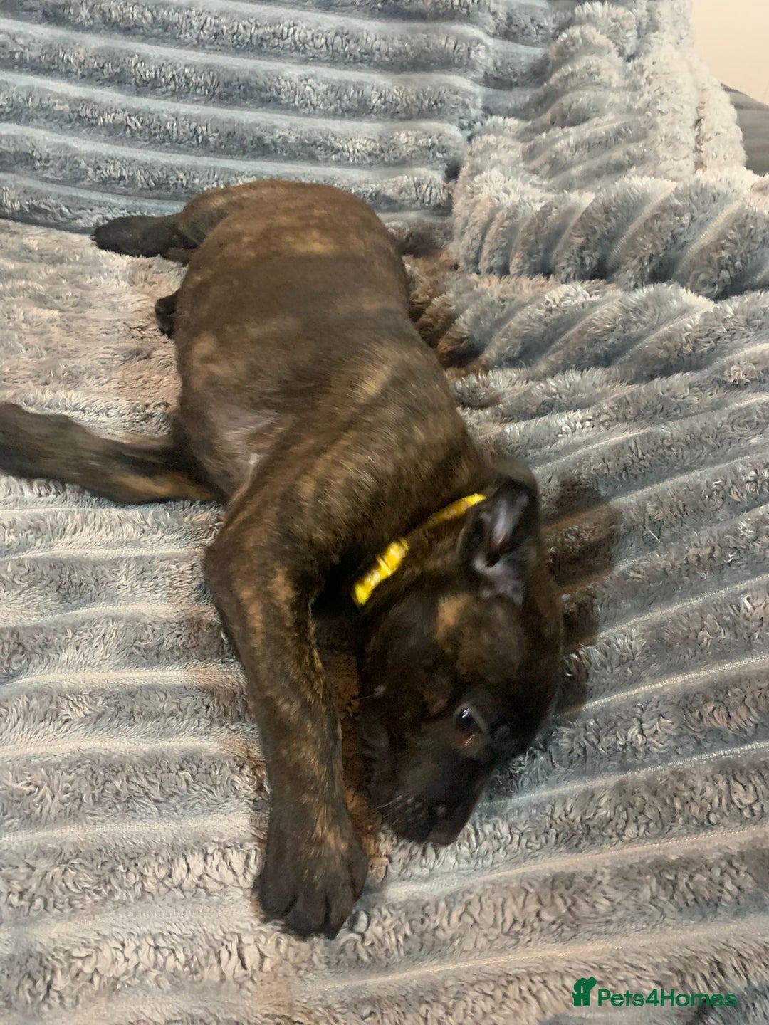 Mixed Breed dogs for sale: Cane corso x mail pups available.  - Advert 9