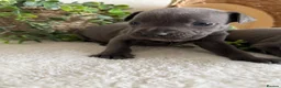 Staffordshire Bull Terrier dogs for sale: STUNNING BLUE KC STAFFORDSHIRE BULL TERRIERS  - Advert 10