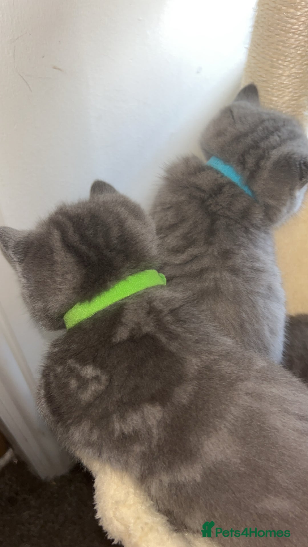 British Shorthair cats for sale: Beautiful BSH Kittens - Ready to leave ASAP - Image 4