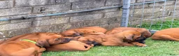 Rhodesian Ridgeback dogs for sale: Rhodesian Ridgeback Puppies EU Pedigree - Advert 3