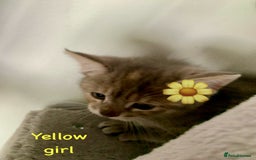 Siberian cats for sale: Siberian girl kittens ready for new home now - Image 19