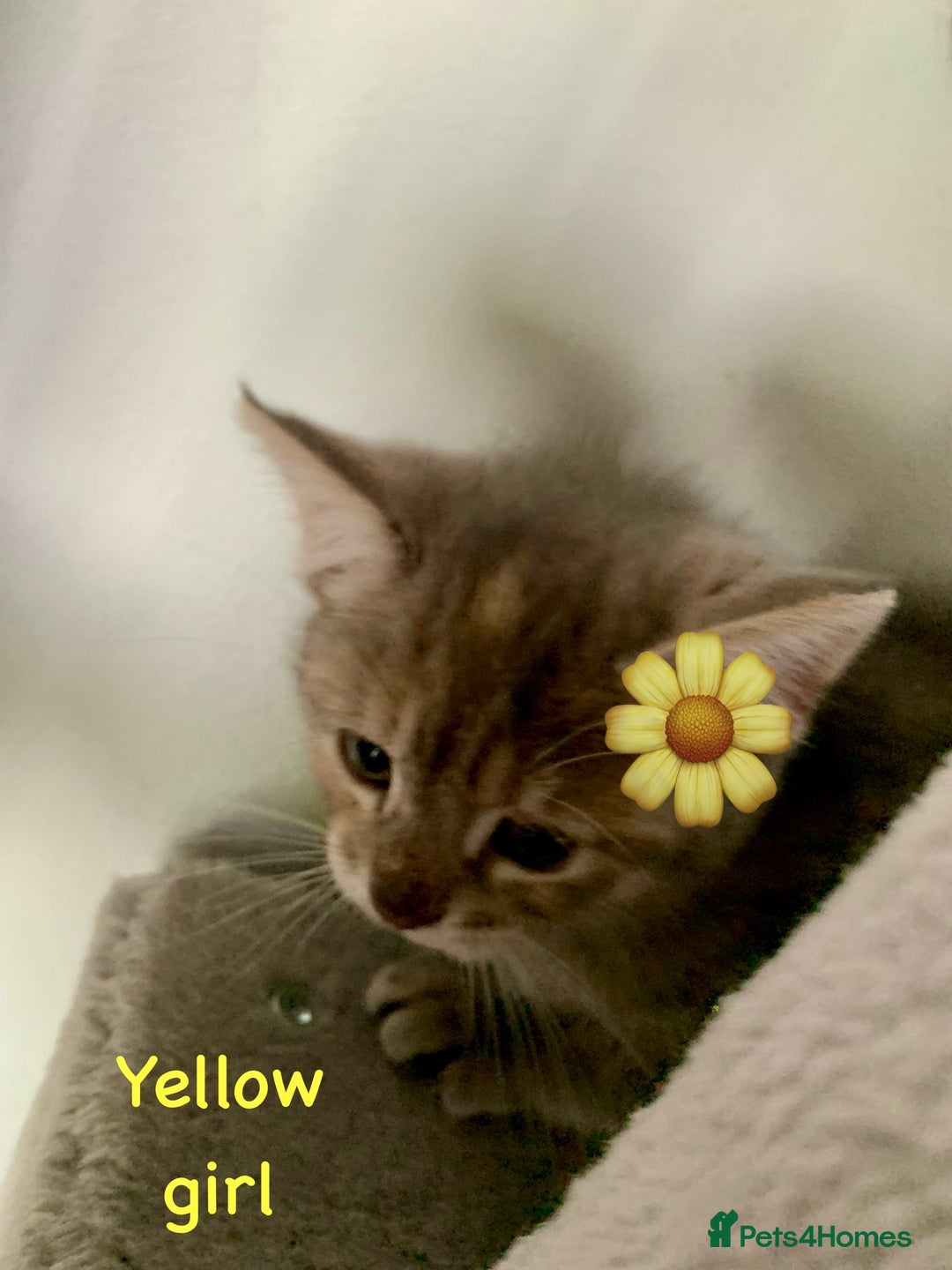 Siberian cats for sale: Siberian girl kittens ready for new home now - Image 19