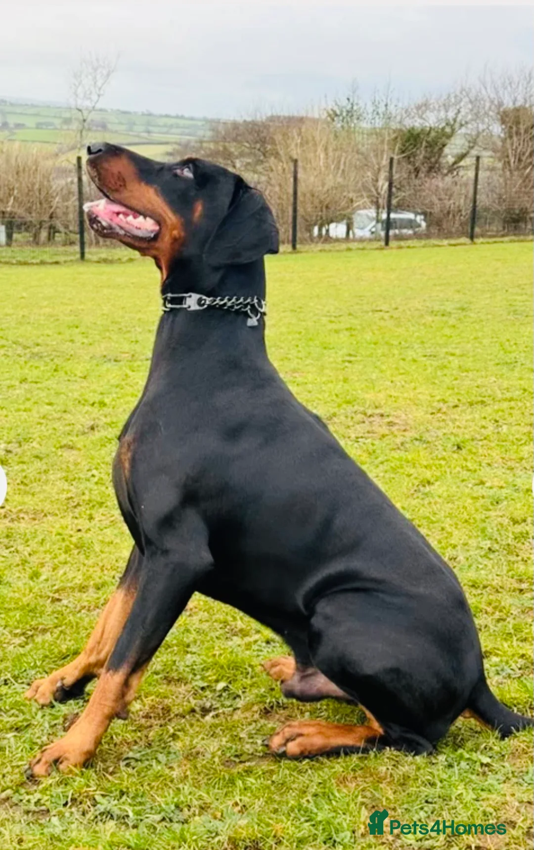 Dobermann dogs for sale: Doberman puppies waiting list  in Teignmouth - Advert 8