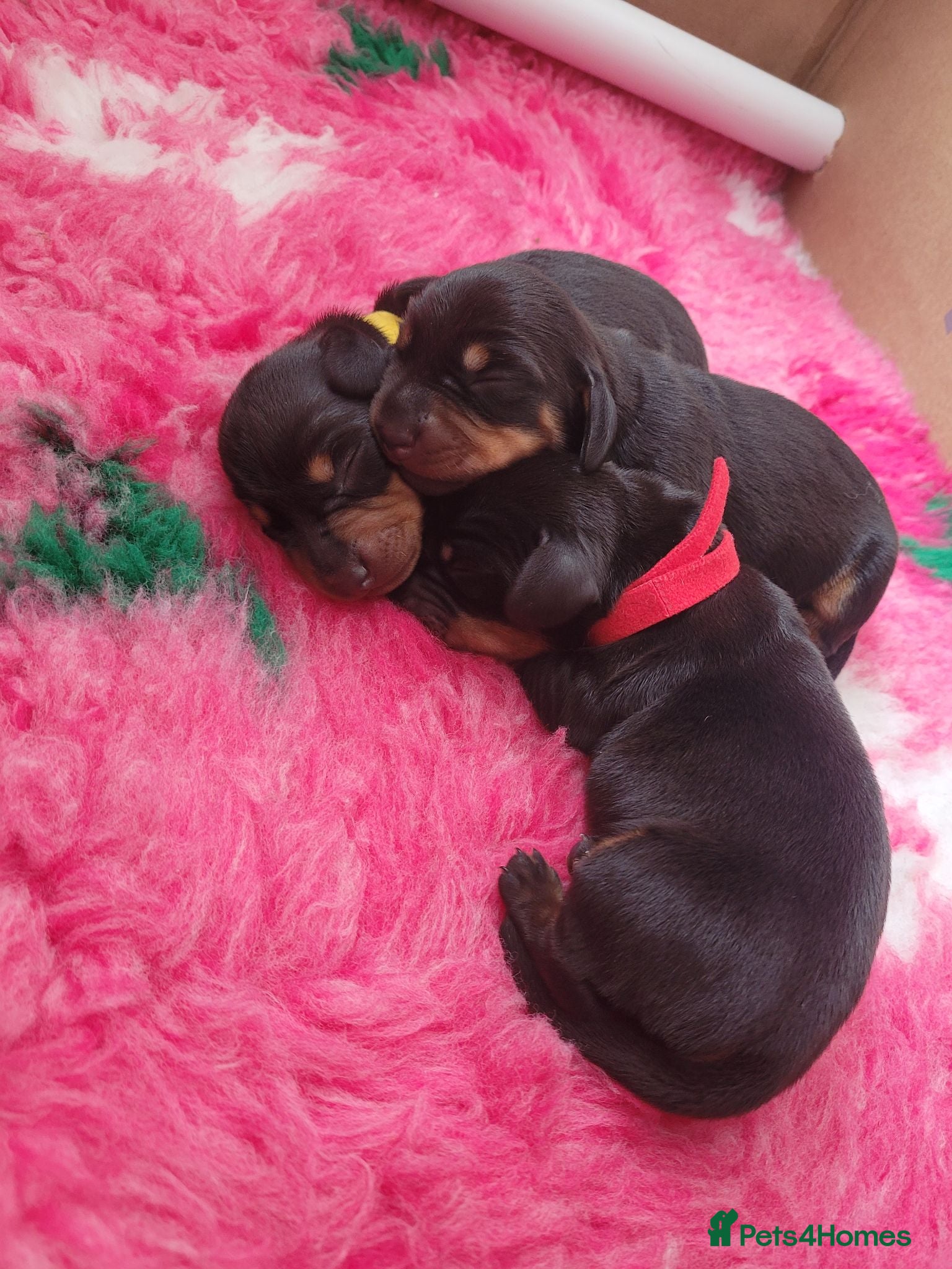 Miniature Dachshund dogs 3 Stunning Black/Tan Mini Dachshund Girls - Advert 1