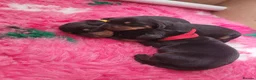 Miniature Dachshund dogs for sale: 3 Stunning Black/Tan Mini Dachshund Girls - Advert 1