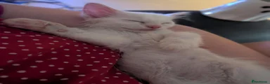 Bertie