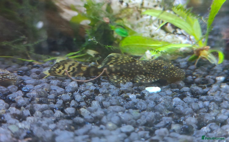 Plecos fish - Advert 4