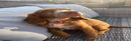 Cocker Spaniel dogs for sale: Lainey  - Advert 10