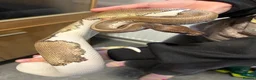 Python Snake reptiles for sale: Mojave Pied and Enclosure in Waterlooville - Advert 1