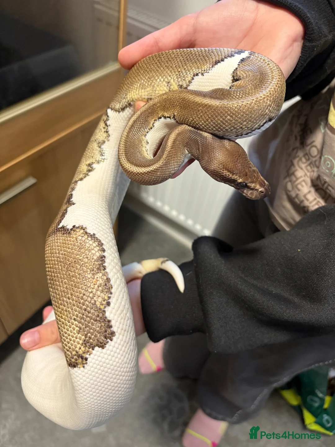 Python Snake reptiles for sale: Mojave Pied and Enclosure in Waterlooville - Advert 1
