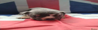 English Bulldog 1