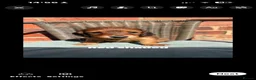 Miniature Dachshund dogs for sale: Long haired miniature dachshunds - Advert 17