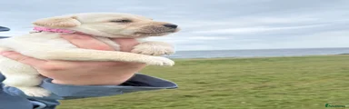 Labradoodle 7