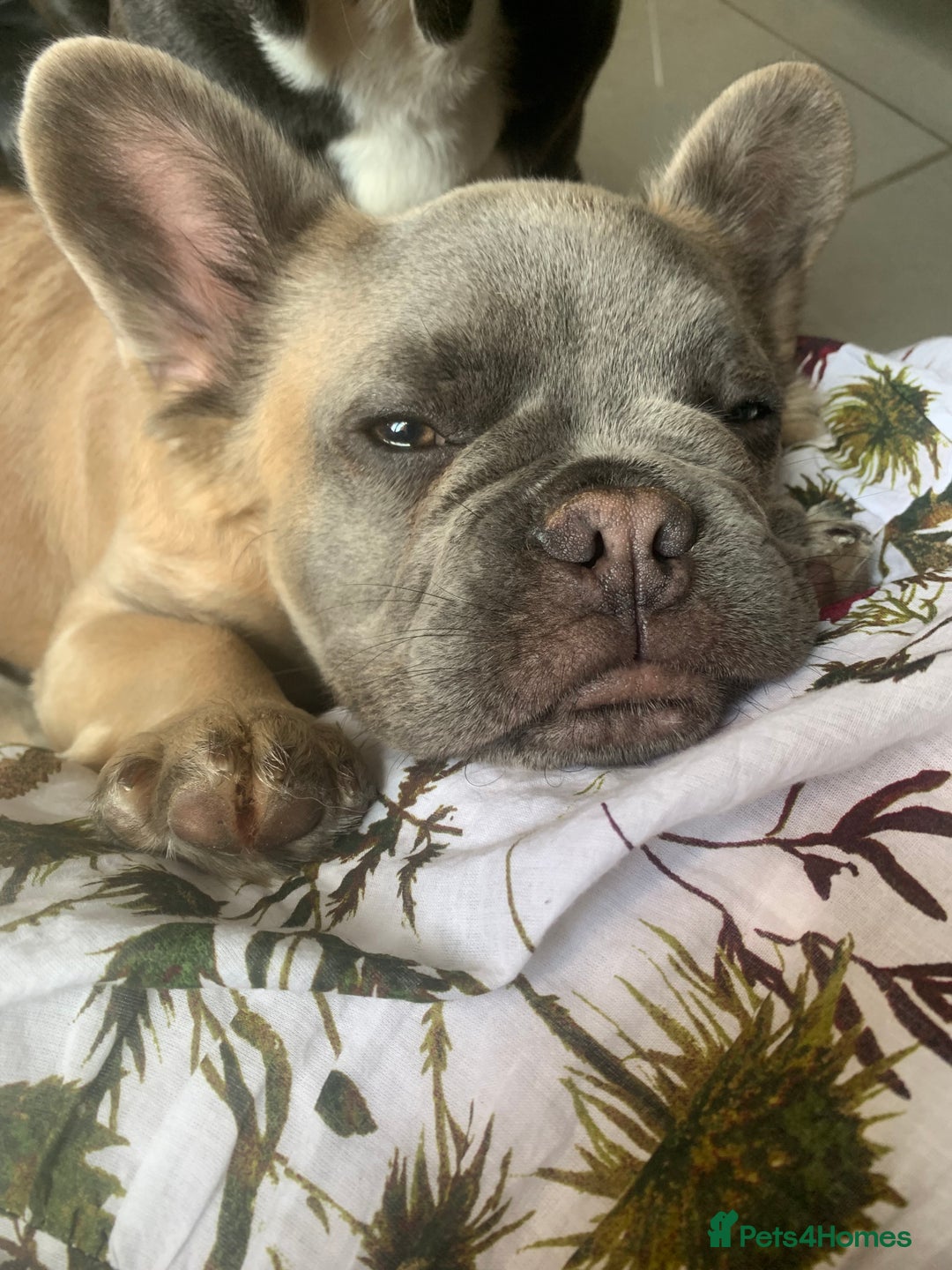 French Bulldog dogs for sale: Male intact Furry Frenchie  - Advert 4