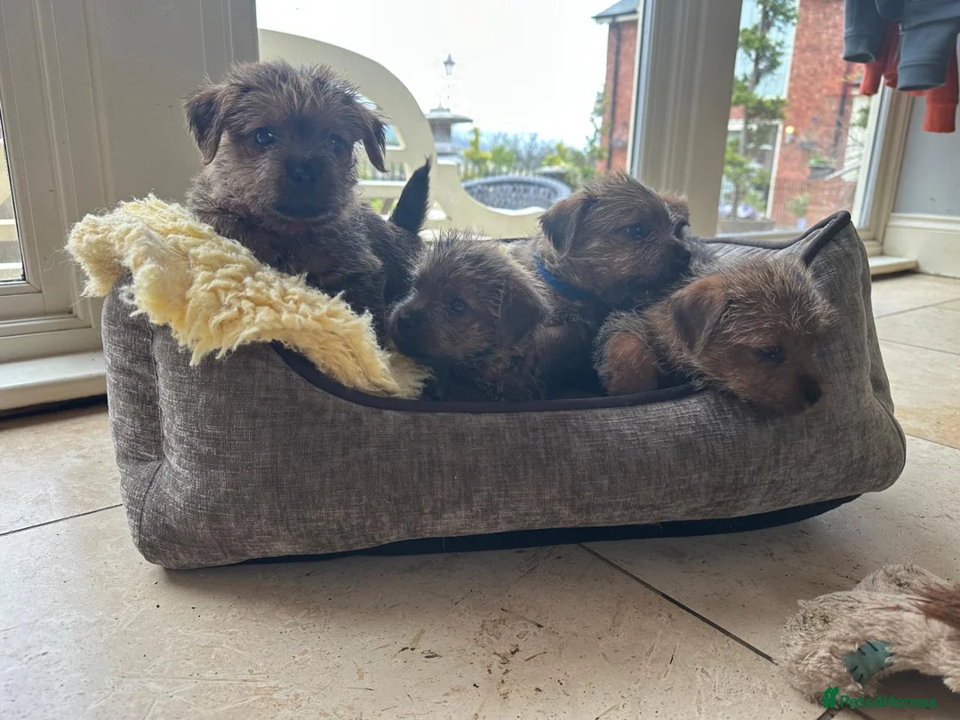 Norfolk Terrier dogs for sale: Amazing Norfolk Terrier Puppies STOP CLASS - Advert 1