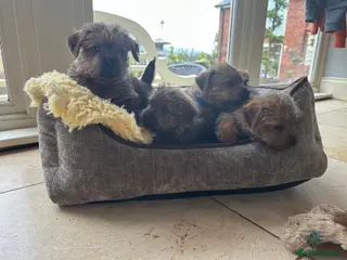 Norfolk Terrier dogs for sale: Amazing Norfolk Terrier Puppies STOP CLASS - Advert 2