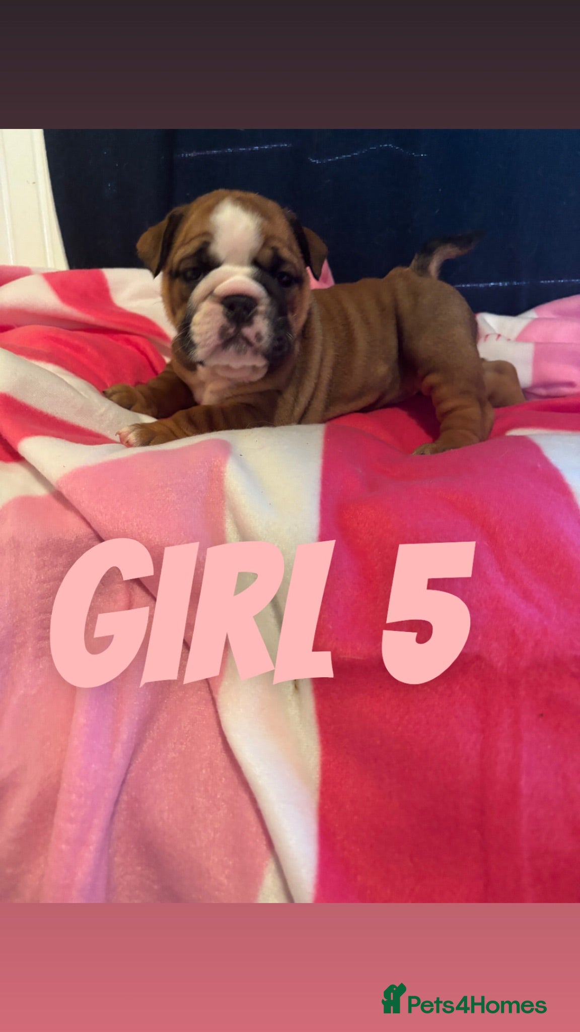 English Bulldog dogs Beautiful Traditional British bulldogs  - Advert 17