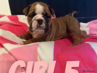 English Bulldog dogs Beautiful Traditional British bulldogs - Advert 17