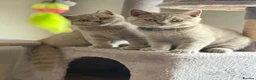 British Shorthair cats for sale: Beautiful British Shorthair Kittens Availbale ❤️❤️ - Advert 3