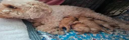 Cockapoo dogs for sale: cockapoo  - Advert 19