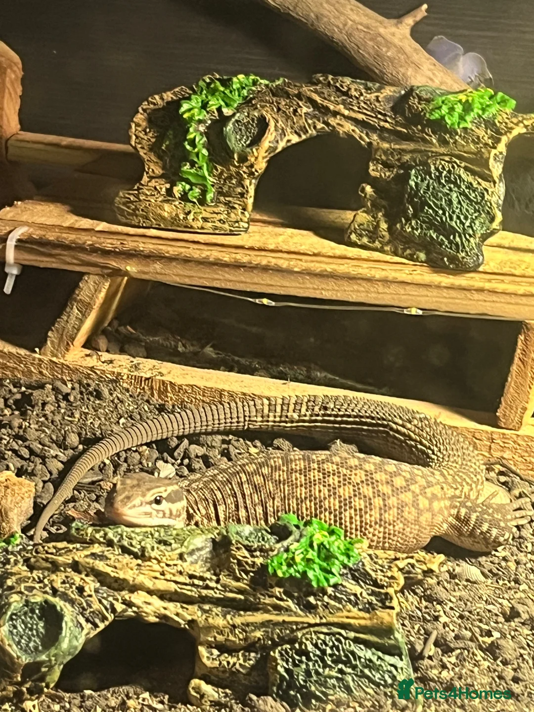Monitor reptiles for sale: Ackie monitor  in Dudley - Advert 2