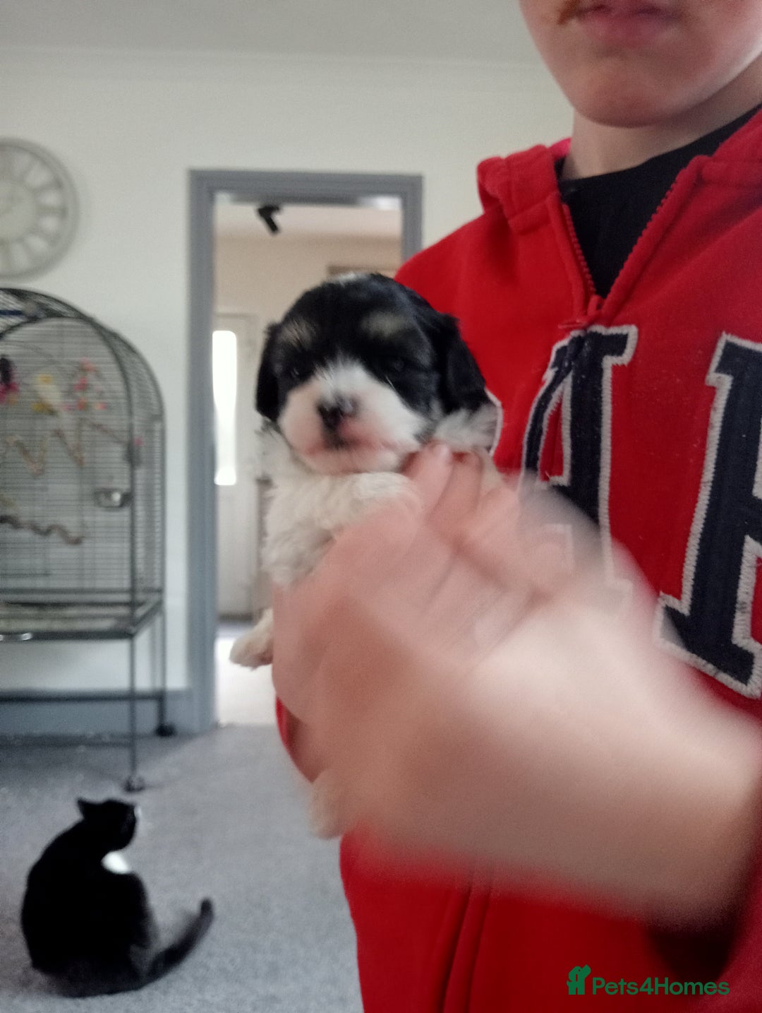 Maltipoo dogs for sale: Stunning Malshipoo pups for sale - Image 2