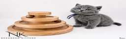 British Shorthair cats for sale: 10 Week old GCCF REG BSH KITTENS  - Advert 3