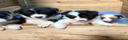 Border Collie dogs for sale: Collie pups  - Advert 4