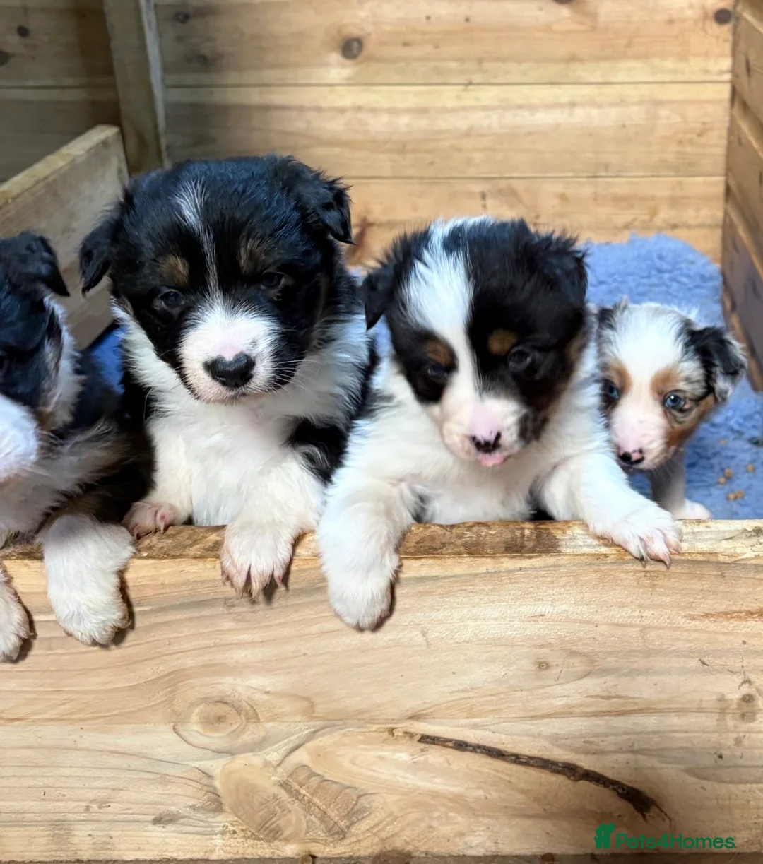 Border Collie dogs for sale: Collie pups  - Advert 4