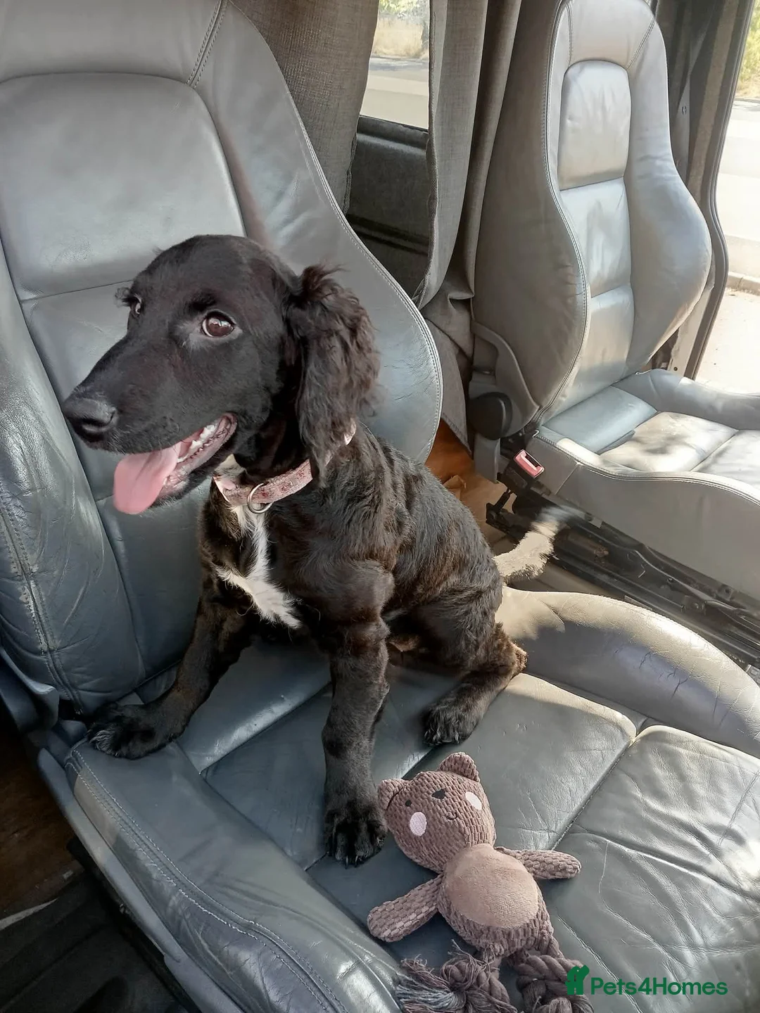 Cockapoo dogs for sale:  Cockerpoo f2 Last little girl. - Advert 1