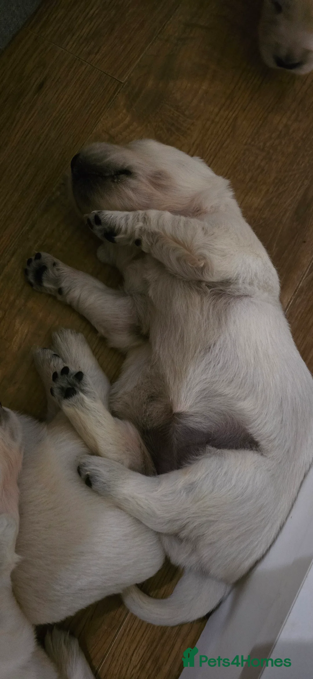 Golden Retriever dogs for sale: Adorable white Golden Retriever - Advert 6