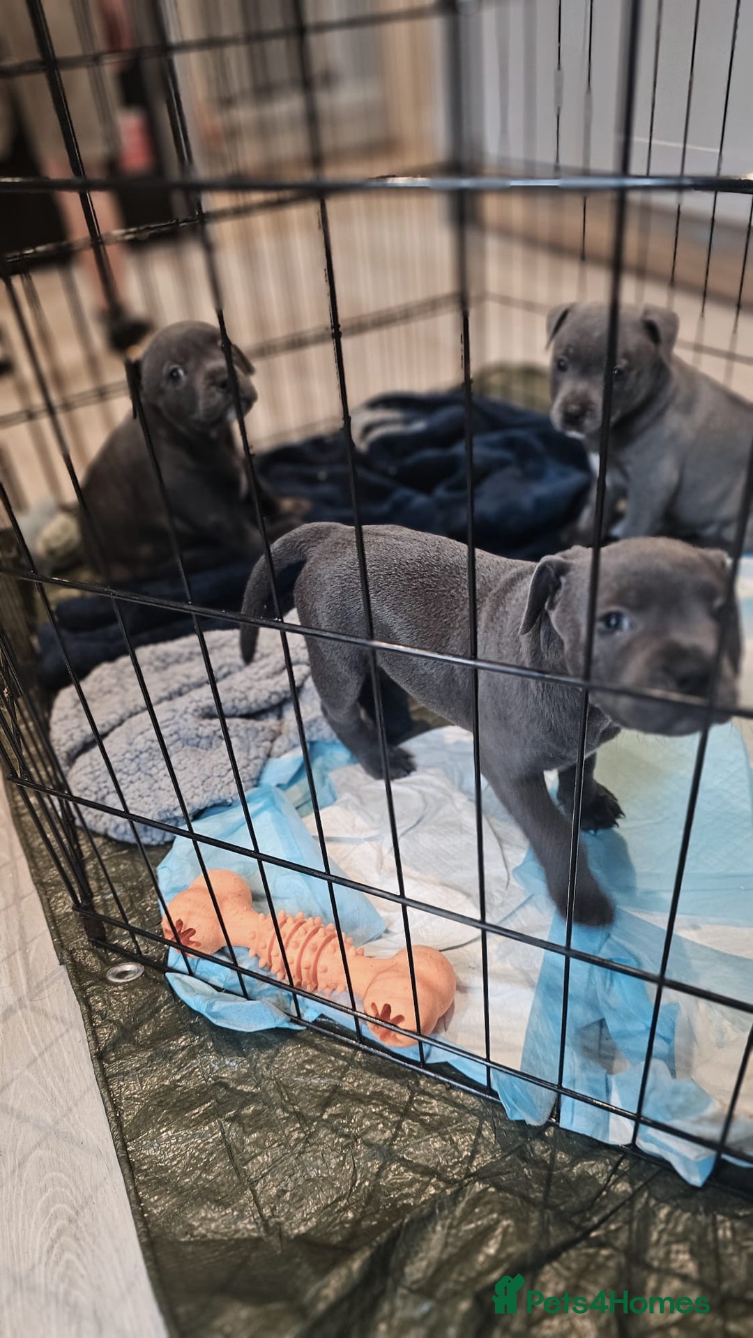 Staffordshire Bull Terrier dogs for sale: **COLLECT SAT 02/08**Blue Staffs KC Registered - Image 30