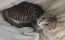Munchkin cats for sale: Beautiful markings lush coat tabby tuxedo  - Image 32