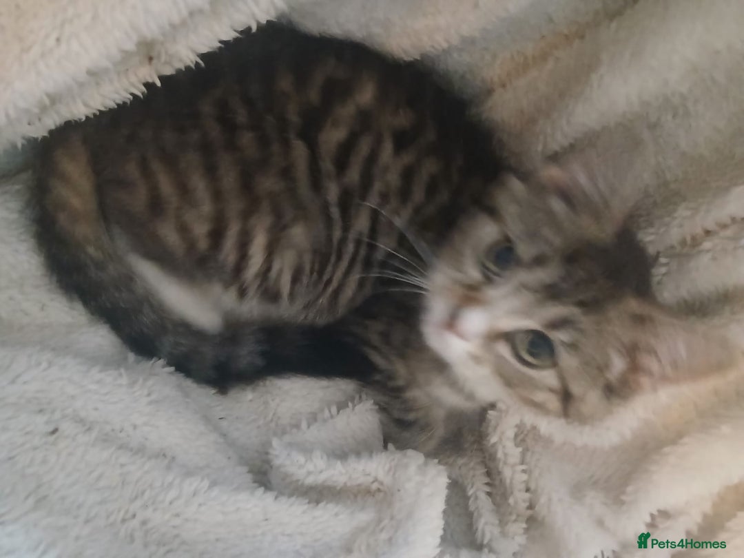 Munchkin cats for sale: Beautiful markings lush coat tabby tuxedo  - Image 32