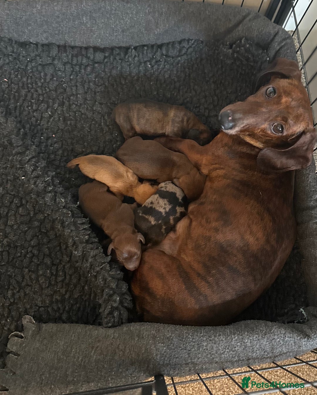 Miniature Dachshund dogs for sale: Champion  lines brindle / dapple mini daschund  - Image 15
