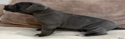 Cane Corso dogs for sale: Beautiful pure bred cane corso pups  - Advert 5