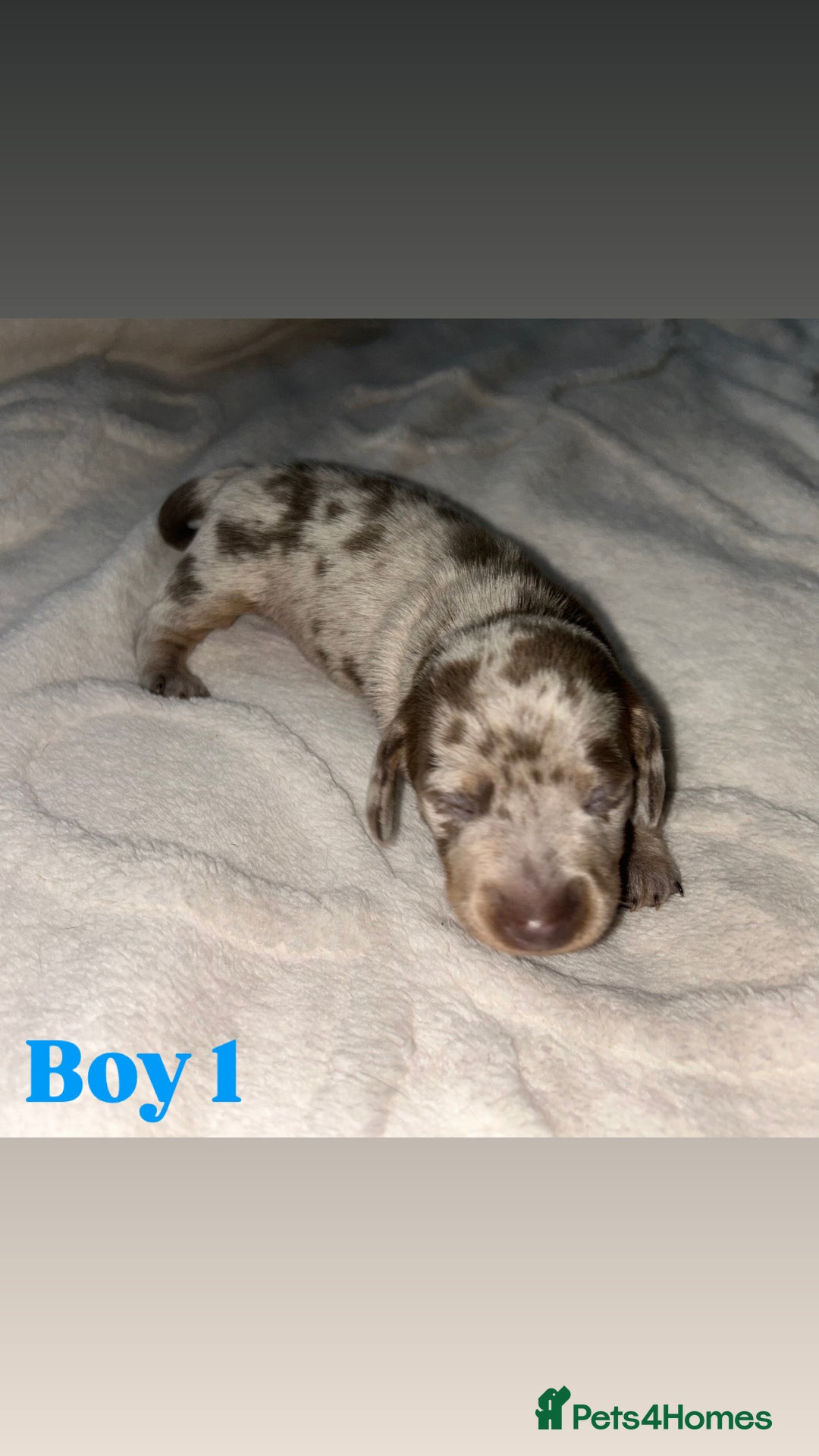 Dachshund dogs for sale: 🐾 Purebred Dachshund Puppies for Sale! 🐾 - Advert 19